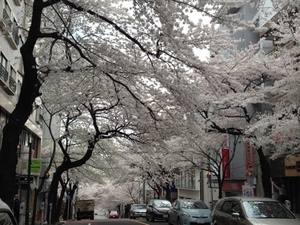 川崎市は桜満開